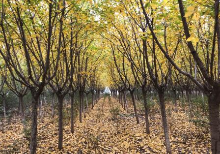 陜西綠宇園林公司“摸家底”  全面開展資產盤點清查工作