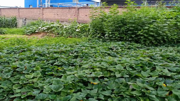 陜煤建設洗選煤運營公司紅柳林洗煤廠項目部：職工“菜園子”，舒筋又舒心